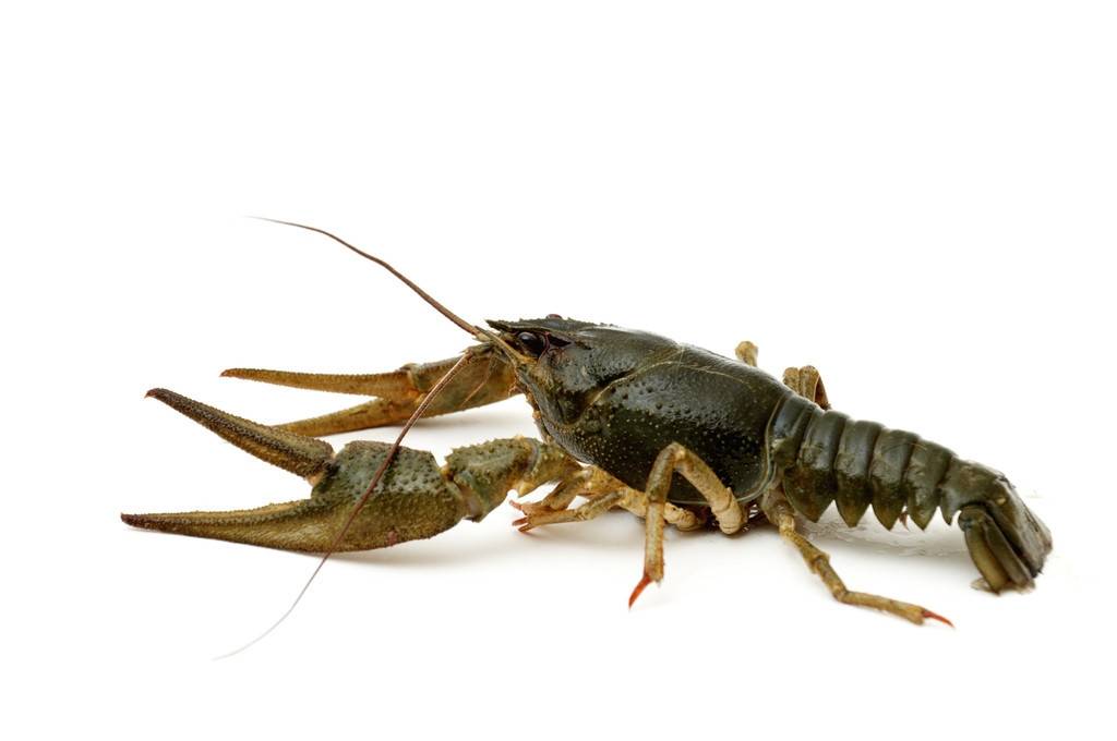 淡水小龙虾的情况适应性如何?‘泛亚电竞平台’(图2)
淡水小龙虾的情况适应性如何?‘泛亚电竞平台’(图2)