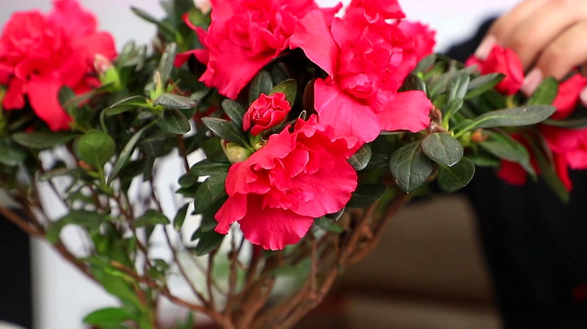 泛亚电竞平台_污泥中毒的必备良方,以及污泥中毒与老化的区分方法(图3) 泛亚电竞平台