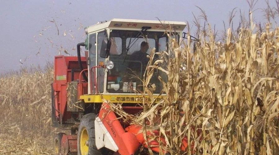 泛亚电竞官网:斯里兰卡提议将多种鳐鱼列入CITES公约附录(图3) 泛亚电竞官网