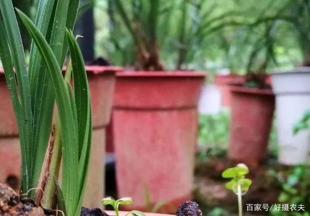 PPTV终止英超转播互助背后 张康阳的体育工业浮出水面“泛亚电竞官网”(图2) 泛亚电竞